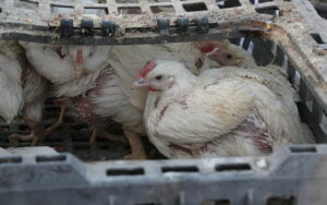 Kapparot poulets cage kippour tradition