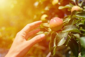 jardin d'éden récit de la création paracha béréchit judaïsme et protection de l'environnement