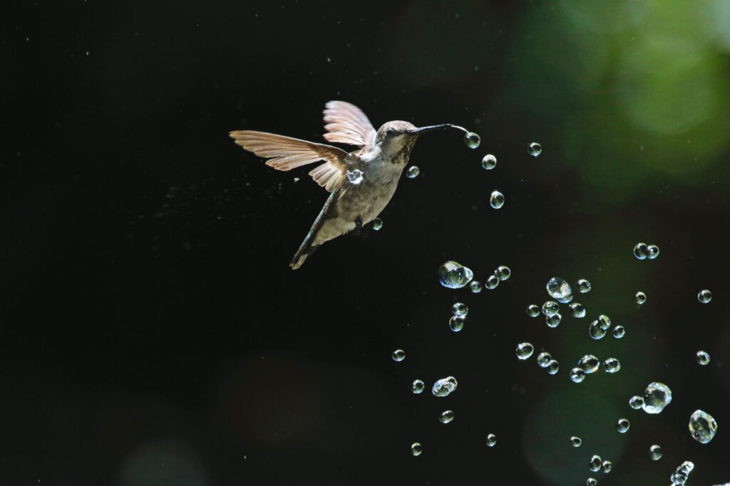 colibri oiseau judaïsme et protection de l'environnement nature animaux