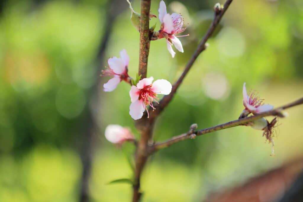 Tou bichvat fête juive nouvel an des arbres judaïsme massorti écologie environnement