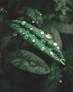 priere-pour-la-pluie-chemini-atseret-fetesjuives