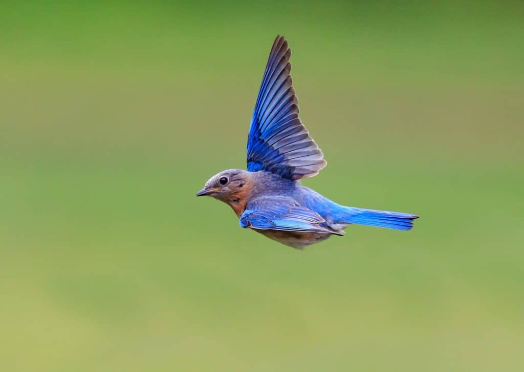 oiseau-tsipora-moise-nature-torah-adathshalom-batmitsva-masosorti