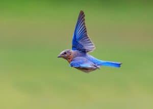 oiseau-tsipora-moise-nature-torah-adathshalom-batmitsva-masosorti