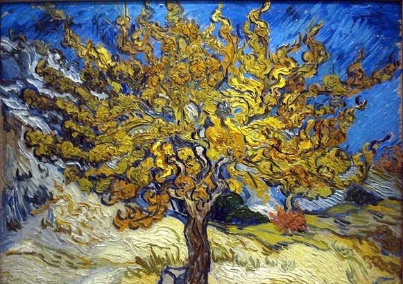 arbre-nature-rabbin-questions-judaisme-massorti