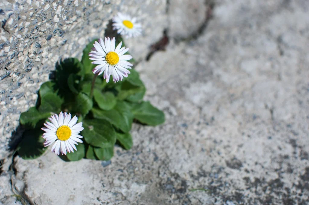 chlah-lekha-resilience-fleurs-judaisme-massorti