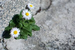 chlah-lekha-resilience-fleurs-judaisme-massorti