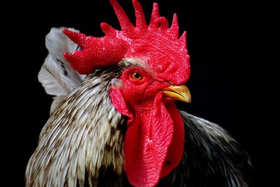coq-balak-animaux-judaismemassorti