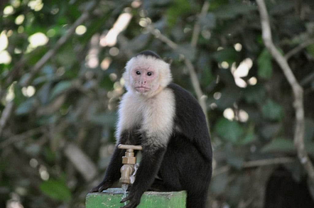 singe-animaux-humain-judaismemassorti