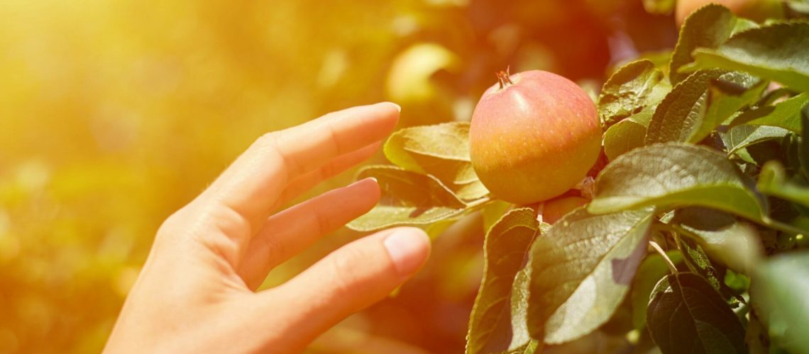 jardin d'éden récit de la création paracha béréchit judaïsme et protection de l'environnement