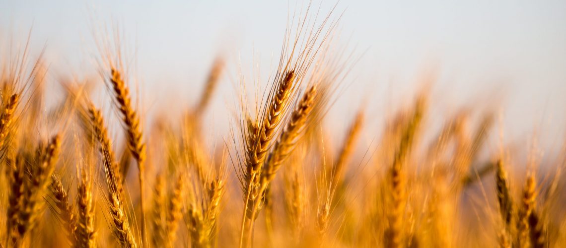 yellow ears of wheat at sunset in nature .