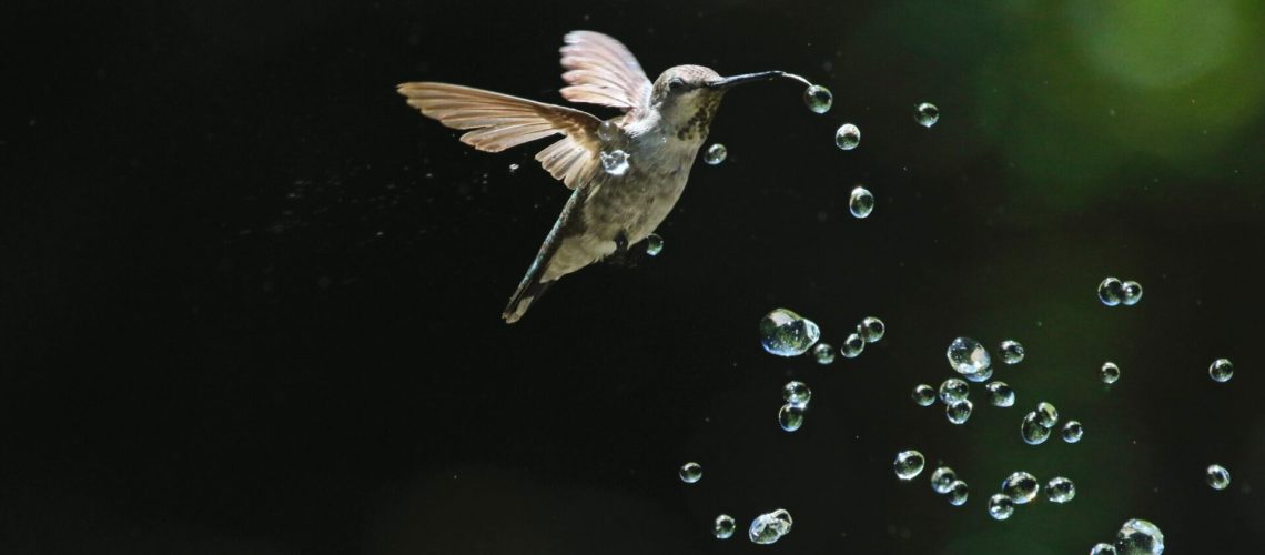colibri oiseau judaïsme et protection de l'environnement nature animaux