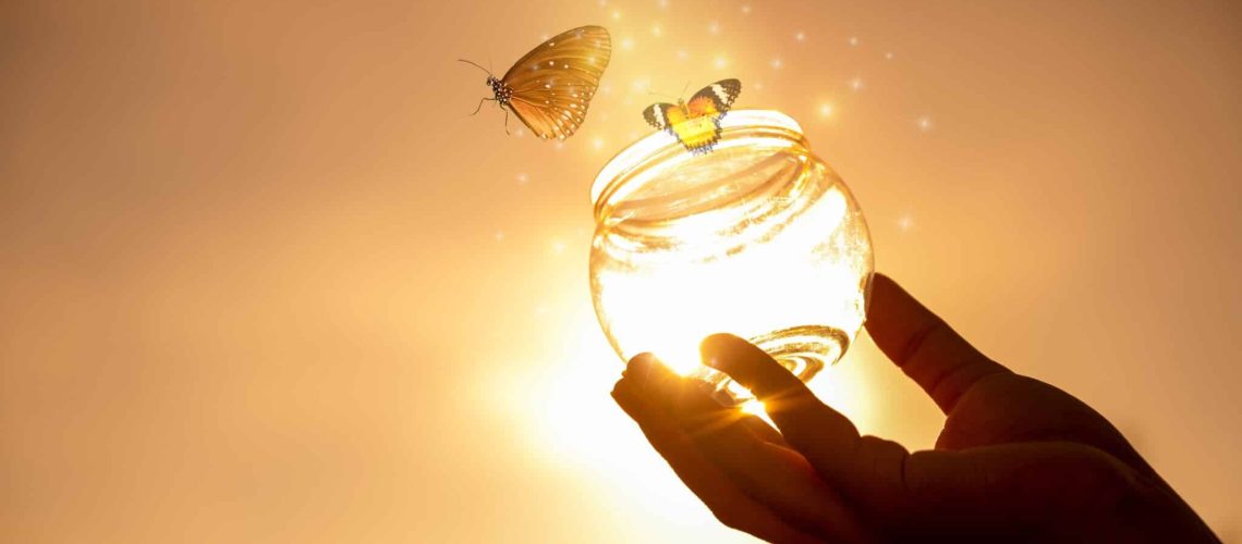 papillon-renaissance-lumiere-vie-paracha