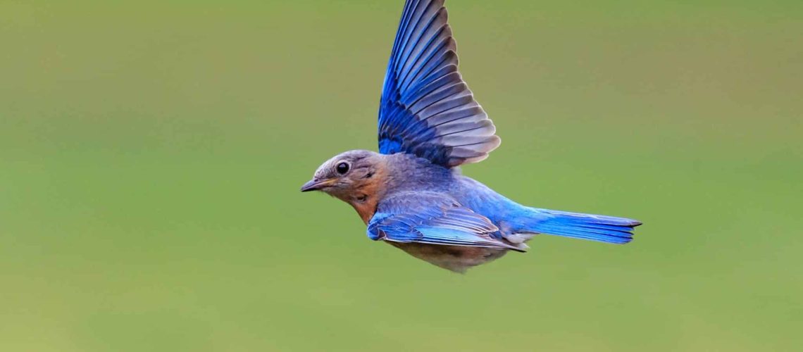 oiseau-tsipora-moise-nature-torah-adathshalom-batmitsva-masosorti