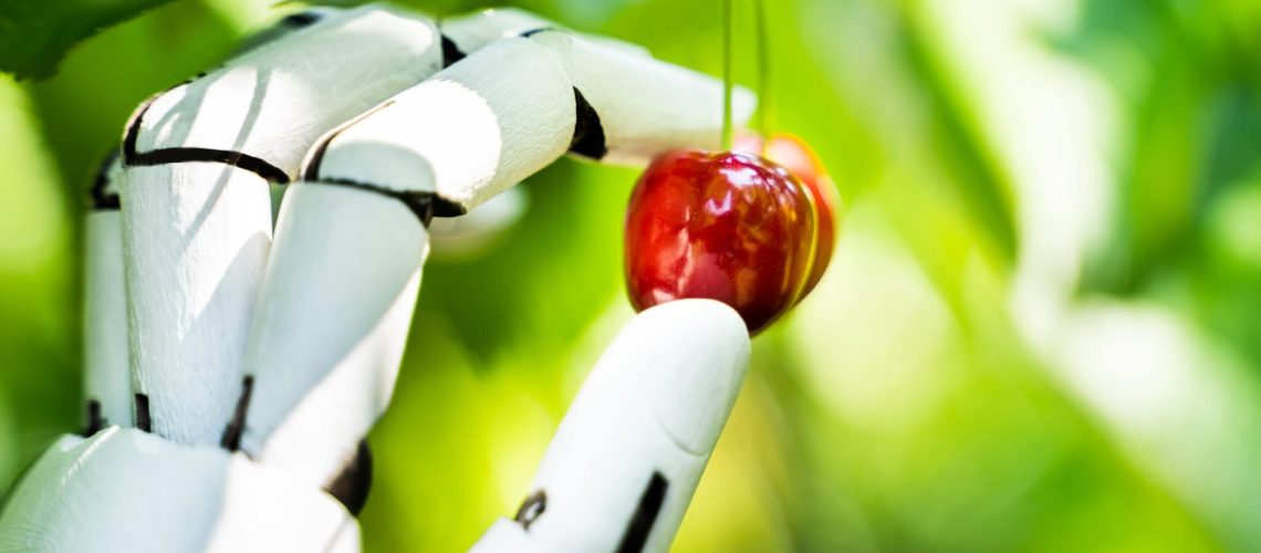 robot-golem-bikourim-recolte-fruit-barmitsva-massorti