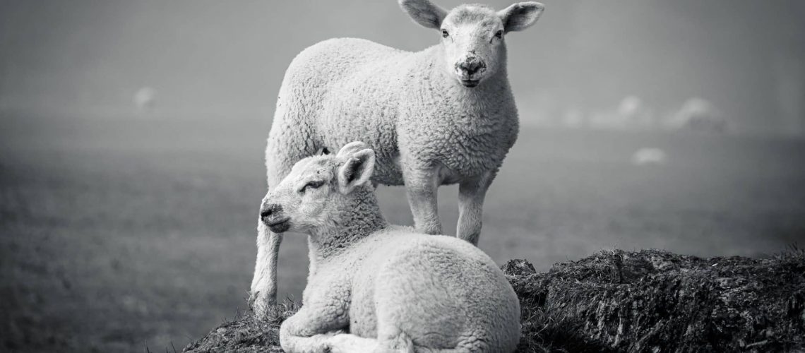 moutons-sacrifice-tamid-judaisme-massorti-pinha