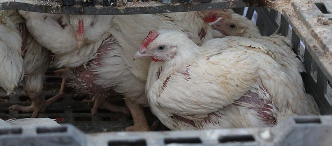 Kapparot poulets cage kippour tradition