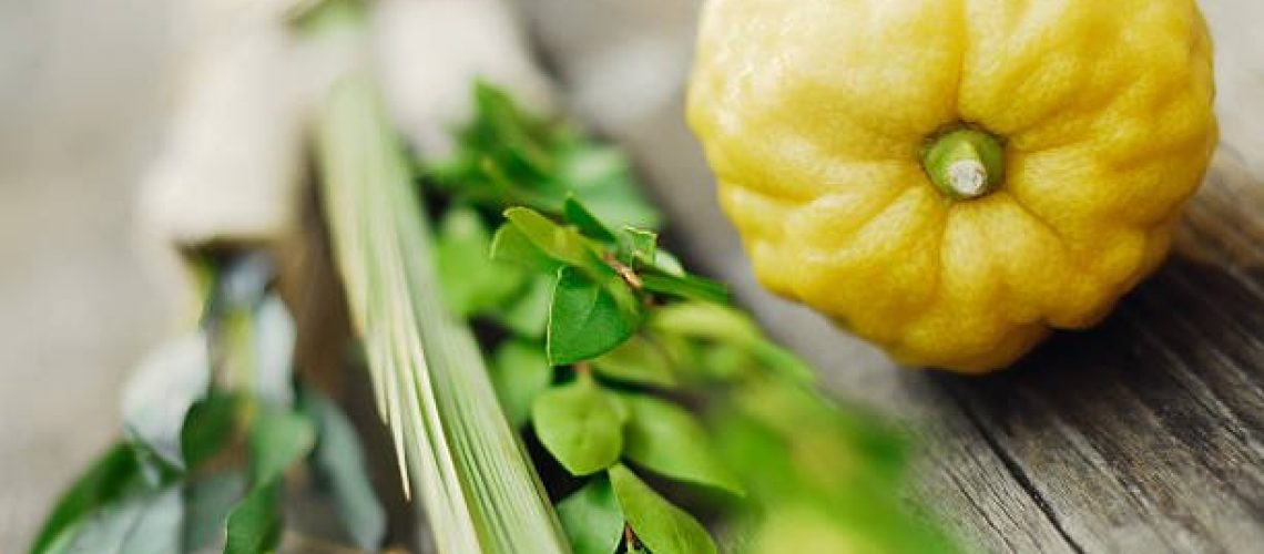 Closeup of a lulav and etrog, symbols of the Jewish festival of Sukkot.