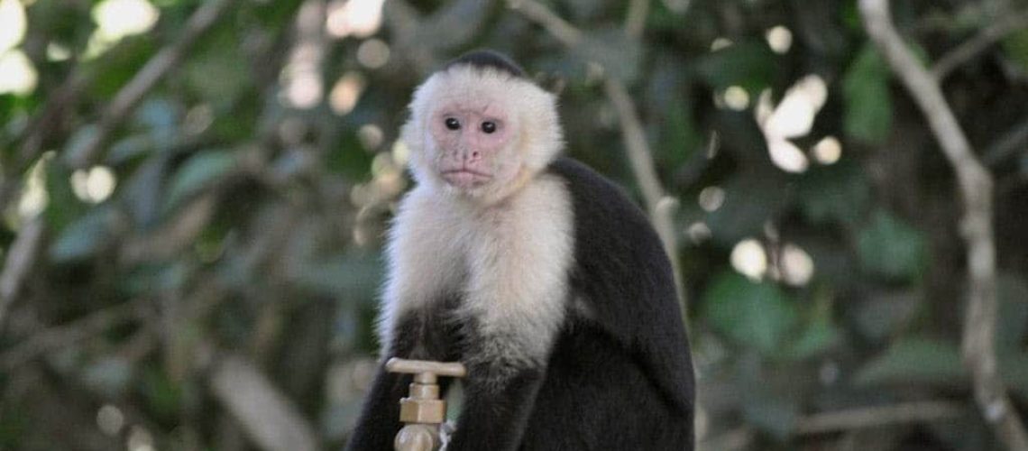 singe-animaux-humain-judaismemassorti