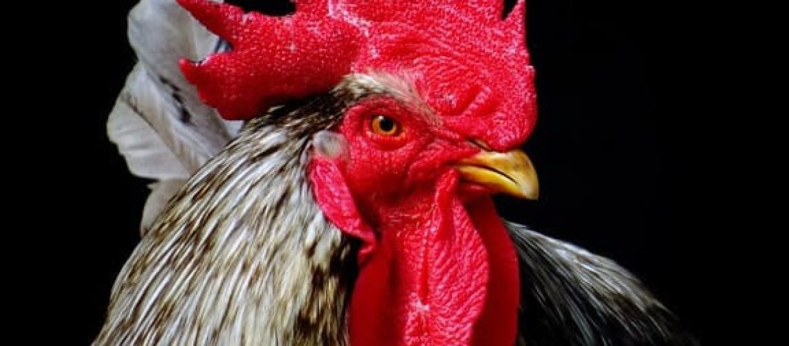 coq-balak-animaux-judaismemassorti